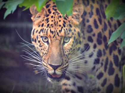 Unfortunate: Chimukli killed in leopard attack | दुर्दैवी : बिबट्याच्या हल्ल्यात चिमुकली ठार