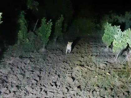 Leopard movement in Limbodi Shivara; Three goats fell at night, caught in the farmer's camera! | लिंबोडी शिवारात बिबट्याचा संचार; रात्री तीन शेळयांचा फडशा, शेतकऱ्याच्या कॅमेर्‍यात कैद!