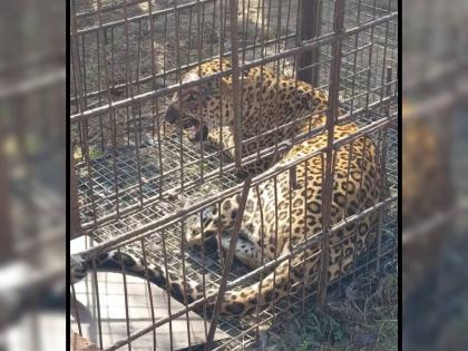 Leopard found in cage in Uttan, Bhayander, cager arrested | भाईंदरच्या उत्तन येथे बिबट्या पिंजऱ्यात सापडला, पिंजरा लावणाऱ्यास घेतलं ताब्यात