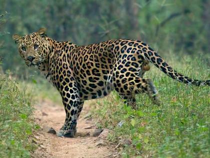 leopard enters in the western part of islampur | इस्लामपूरच्या पश्चिम भागात बिबट्याची एन्ट्री; भोजुगडे मळा परिसरात वावर