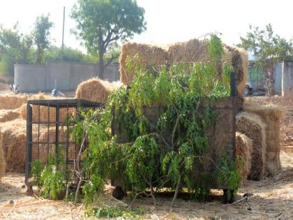 residential area leoperd bellow : 'walls of cages' on the city's gates | लोकवस्तीत बिबट्याची डरकाळी : शहराच्या वेशीवर पिंजऱ्यांची ‘तटबंदी’