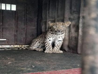 Early morning leopards arrested in Palse village | दारणाकाठ : पळसे गावात पहाटे बिबट्याचा बछडा जेरबंद