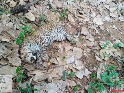 A leopard cub was found dead in the Khapa forest range | बिबट्याचे पिल्लू खापा वन परिक्षेत्रात मृतावस्थेत आढळले