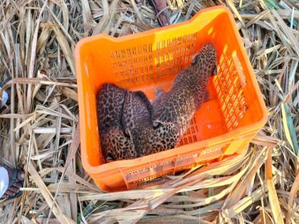 3 leopard cubs in sugarcane field in Ambegaon taluka | Leopard Cubs: आंबेगाव तालुक्यात ऊसाच्या शेतात बिबट्याचे ३ बछडे