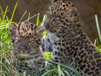 three leopard cubs seen cutting grass in kalmamol borim goa | गवत कापताना दिसले बिबट्यासह तीन बछडे! कलमामळ - बोरी येथील प्रकाराने खळबळ