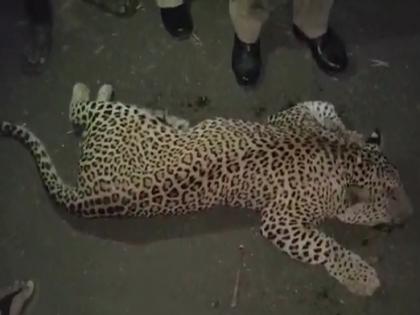 A leopard crossing the road was killed in an unidentified vehicle collision | रस्ता ओलांडणाऱ्या बिबट्याला भरधाव वाहनाने चिरडले, नगर रोडवर मध्यरात्रीची घटना