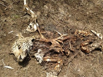 Struggle for Existence: A small leopard's thorn was removed by an adult leopard in Nashik | अस्तित्वाची झुंज : नाशकात प्रौढ बिबट्याने काढला लहान बिबट्याचा काटा