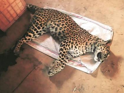 648 leopards died in state in nine years | राज्यात नऊ वर्षांत ६४८ बिबट्यांचा मृत्यू; आतापर्यंत ८३ बिबट्यांची शिकार