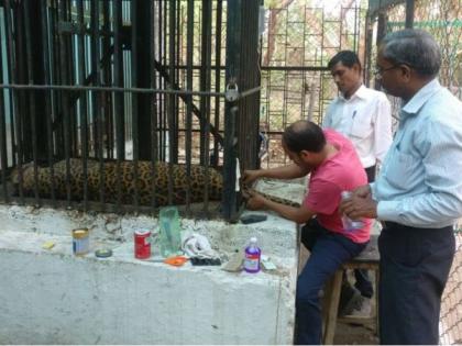 Death of a leopard at the Maharajbagh Zoo Museum in Nagpur | नागपूरच्या महाराजबागेतील प्राणी संग्रहालय येथे बिबट्याचा मृत्यू