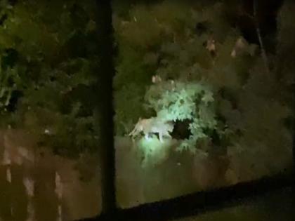 Mumbai Leopard terror again in New Dindoshi Mhada colony | मुंबई : न्यू दिंडोशी म्हाडा वसाहतीत पुन्हा बिबट्याची दहशत