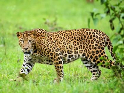 A leopard came out of the sugar cane and trembled; Panic among farmers | उसाच्या फडातून बिबट्या बाहेर निघाला अन् थरकाप उडाला; शेतकऱ्यांत दहशत