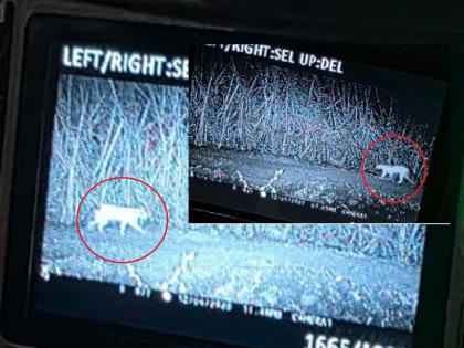 Parabhani: रेनाखळीत ट्रॅप कॅमेऱ्यात आढळला बिबट्या; शेतकरी, उसतोड मजुरांत दहशत! Parabhani: रेनाखळीत ट्रॅप कॅमेऱ्यात आढळला बिबट्या; शेतकरी, उसतोड मजुरांत दहशत!