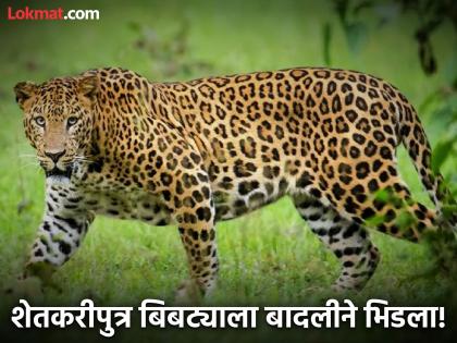 A bucket became a shield in a leopard attack; 16-year-old farmer's son bravely reversed the plan | बिबट्याच्या हल्ल्यात बादली बनली कवच; १६ वर्षीय शेतकरीपुत्राने धाडसाने उलटवला डाव A bucket became a shield in a leopard attack; 16-year-old farmer's son bravely reversed the plan | बिबट्याच्या हल्ल्यात बादली बनली कवच; १६ वर्षीय शेतकरीपुत्राने धाडसाने उलटवला डाव