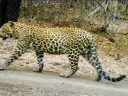 Leopard reappears in Gokul Society! | बिबट्या पुन्हा दिसला गोकूळ सोसायटीतच !