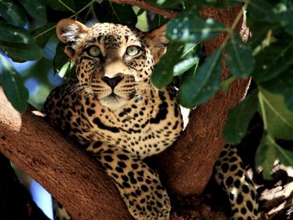 घराजवळ दबा धरून बसलेल्या बिबट्याची अचानक झडप; महिला गंभीर जखमी, हवेली तालुक्यातील घटना घराजवळ दबा धरून बसलेल्या बिबट्याची अचानक झडप; महिला गंभीर जखमी, हवेली तालुक्यातील घटना