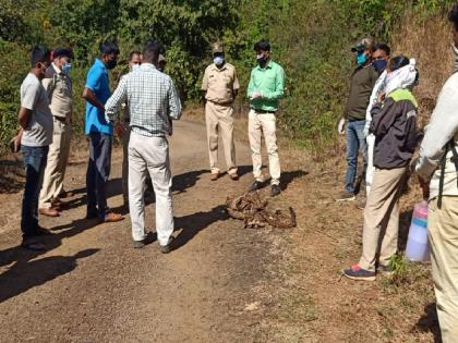 Leopard skeleton found in Koynanagar area | कोयनानगर परिसरात आढळला बिबट्याचा सांगाडा, वन्यजीव विभागासमोर मृत कारण शोधण्याचे आव्हान 