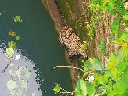 Save the life of a leopard that fell into a well | वनविभागाचे 'रेस्क्यू ऑपरेशन' : विहिरीत पडलेल्या बिबट्याला जीवदान