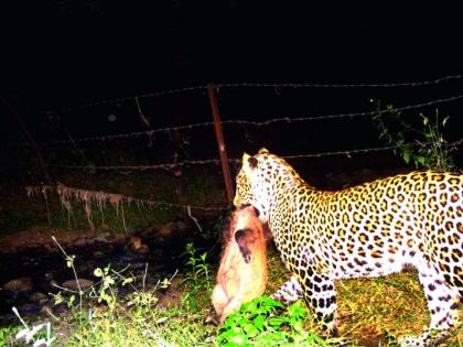 Leopard wandering in the Kalmeshwar forest area near Nagpur | नागपूर  नजीकच्या  कळमेश्वर वन परिक्षेत्रात बिबट्याचा वावर