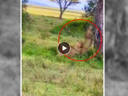 Viral Video of leopard fights with lioness in forest what happened next see in detailed | Video: कमालच झाली..!! बिबट्या थेट जाऊन सिंहीणीशीच भिडला, पुढे कोण जिंकलं... तुम्हीच पाहा