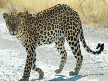 Pune residents beware! A leopard has come to the gate of the city | पुणेकरांनो सावधान! शहराच्या वेशीवर आलाय बिबट्या