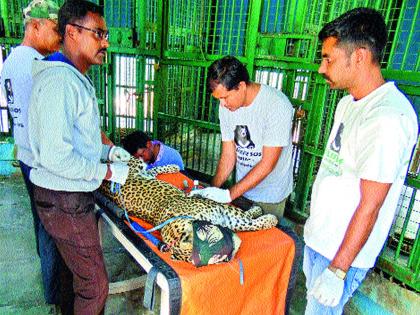 The 60 leopards are separated from the calves | दुरावलेले ६० बिबट्यांचे बछडे विसावले आईच्या कुशीत