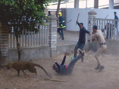 The leopard came, but ... | बिबट्या दारी आला, पण...