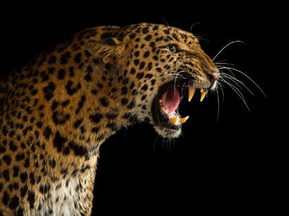 leopard attack on 16 year old boy in durgapur | वाघापाठोपाठ आता बिबट्याची दहशत; दुर्गापुरात १६ वर्षीय मुलाला नेले उचलून