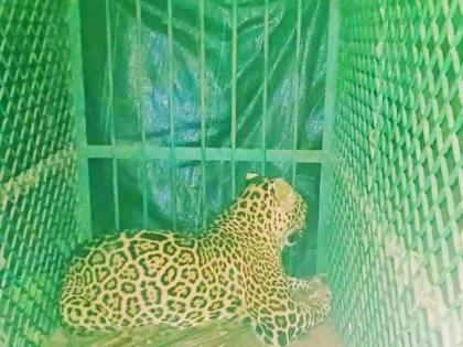 in ponda goa trap was set for the black panther but the leopard got stuck | सापळा लावला ब्लॅक पॅंथरसाठी अडकला मात्र बिबट्या 