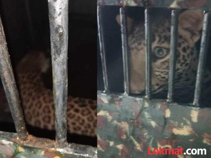Gadchiroli: A leopard came for hunting and entered a house, then... for ten hours | गडचिरोली: बिबट्या शिकारीसाठी आला अन् एका घरात घुसला, त्यानंतर दहा तास... Gadchiroli: A leopard came for hunting and entered a house, then... for ten hours | गडचिरोली: बिबट्या शिकारीसाठी आला अन् एका घरात घुसला, त्यानंतर दहा तास...