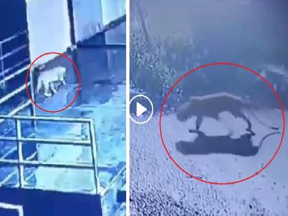 Free movement of leopards in Chhatrapati Sambhajinagar; Early in the morning in Prozone Mall, probability of 3 leopards in city | छत्रपती संभाजीनगरात बिबट्याचा मुक्तसंचार; प्रोझोन मॉलमध्ये दर्शन,तीन बिबट्या असल्याची चर्चा