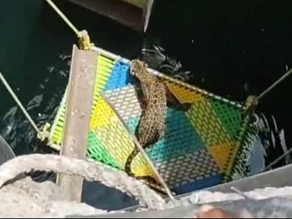 leopard was rescued from a well near Belhe-Kalas road | पुणे : बेल्हे-कळस रस्त्यालगतच्या विहिरीतून बिबट्याला सुखरूप काढले बाहेर