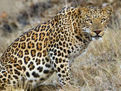 Leopards roam all day in Punvat sangli, farmers scared | पुनवतमध्ये भरदिवसा बिबट्याचा वावर, शेतकरी भयभीत