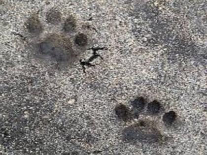 Seeing the leopard, the farmers run from land in Beed | बिबट्याला पाहताच शेतमजुरांनी ठोकली धूम 