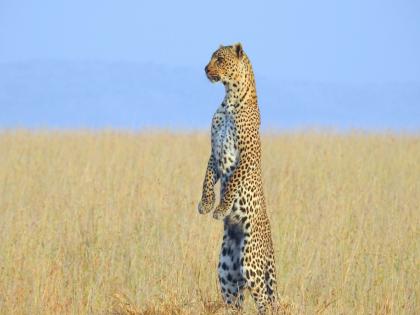 Viral Video : Mother leopard stands on hind legs searching for its cub | Viral Video : बिबट्याला धावताना, झाडावर चढताना अनेकदा पाहिलं असेल, पण त्याचं असं रूप कधी पाहिलं नसेल...