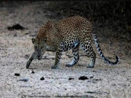 Grand father and grand mother saves grand daughter from leopard mouth in MP | क्या बात! नातीला वाचवण्यासाठी बिबट्यासोबत आजी-आजोबाने केले दोन हात, तोंडात असलेल्या मुलीला वाचवलं