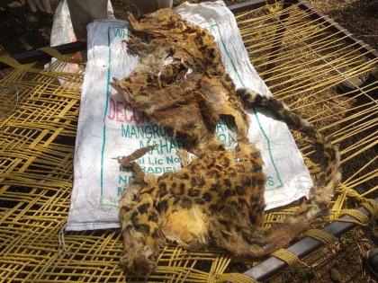 Leopard skins and antelope horns seized in yavatmal by forest department | यवतमाळमध्ये बिबट्याचे कातडे, काळविटाचे शिंग जप्त; वन विभागाची कारवाई