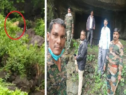 Tiger or leopard in viral video? Forest department alert in Ellora-Khultabad area | 'तो' बिबट्या असल्याचा वन विभागाचा दावा; पर्यटकांनी घाबरून न जाता काळजी घेण्याचे आवाहन