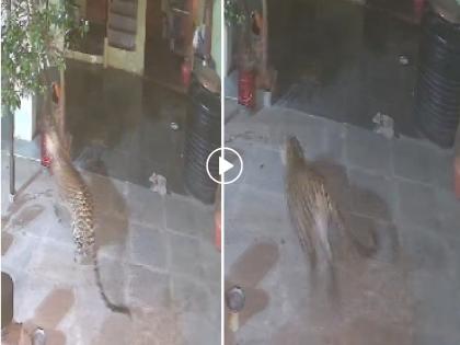 Leopard directly enter into the house from the side roof; Fear among citizens due to free movement of leopards in Udgir | शेजारच्या छतावरून बिबट्याची थेट घरात एंट्री; बिबट्याच्या मुक्त संचाराने उदगीरकरांत भीती