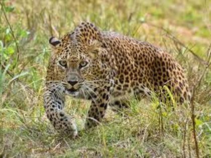 Leopard presens in Farm area of washim District | सापळी-सोंडा शेलू शिवारात बिबट्याचा संचार 