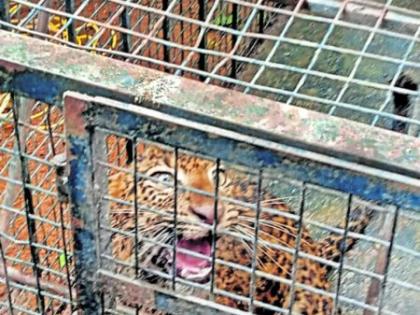 Safe release of a leopard lying in a well | विहिरीत पडलेल्या बिबट्याची सुखरूप सुटका