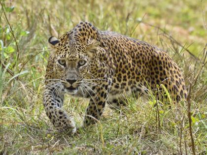  Success in rescuing Chimurdi from cavalry attack | बिबट्याच्या हल्ल्यातून चिमुरडीला वाचविण्यात यश