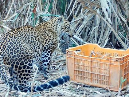 leopard Three calves without even opening their eyes in their mother's arms Incidents in Daund Taluka | Pune | डोळेही न उघडलेले तीन बछडे आईच्या कुशीत! दौंड तालुक्यातील घटना