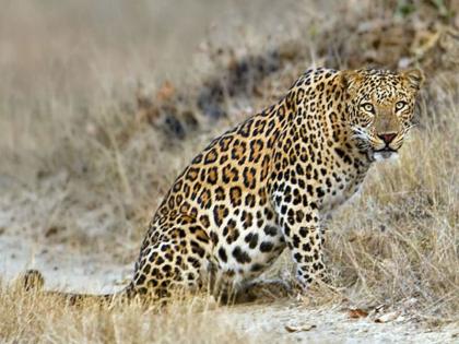 Three goats fare from the leopard | बिबट्याकडून वाडीचे रान वर तीन शेळ्या फस्त