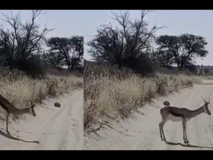 Video: Leopard hidden in front of your eyes; Didn't see the deer, see if you can find it? | Video : तुमच्या डोळ्यासमोर लपलाय बिबट्या; हरिणांना नाही दिसला, बघा शोधून सापडतोय का?