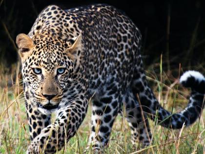 Leopard sighting all day near Alandi dam | आळंदी धरणानजीक भर दिवसा बिबट्याचे दर्शन