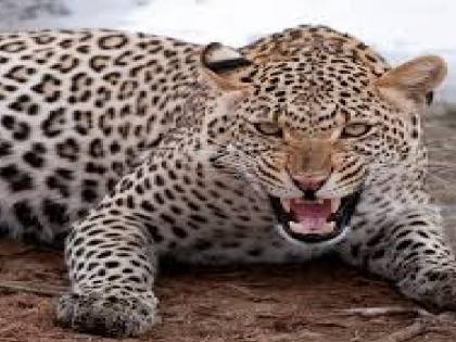 Thirteen-year-old boy injured in leopard attack | बिबट्याचा उस तोडणी मजुरांच्या राहुटीवर हल्ला, तेरा वर्षाचा मुलगा जखमी