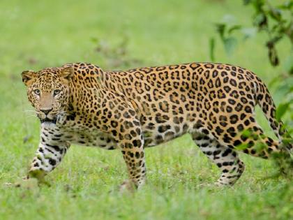 Leopard attack on bike in Pune district, two seriously injured | पुणे जिल्ह्यात बिबट्याचा दुचाकीवर हल्ला, दोन जण गंभीर जखमी