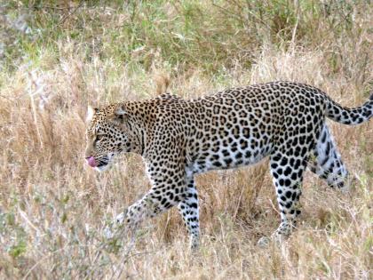 A three year old female leopard was killed in a collision with a vehicle in Taloda | तळोदा येथे वाहनाच्या धडकेत तीन वर्षीय मादी बिबट ठार