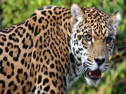 Shepherd woman injured in leopard attack | बिबट्याच्या हल्ल्यात मेंढपाळ महिला जखमी; सर्वजण उठल्याने बिबट्या पळून गेला