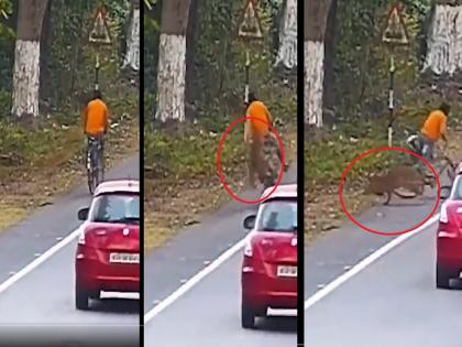 Leopard Attack Video: Fatal attack of a leopard on a person riding a bicycle; Watch the shocking video... | Leopard Attack Video: सायकलवरुन जाणाऱ्या व्यक्तीवर बिबट्याचा जीवघेणा हल्ला; पहा थरकाप उडवणारा Video...